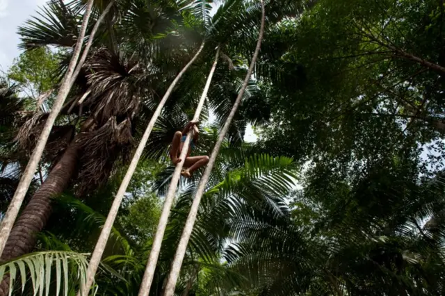 Quilombola escala árvore para colher frutossinais roleta betano telegramAlcântara, Maranhão