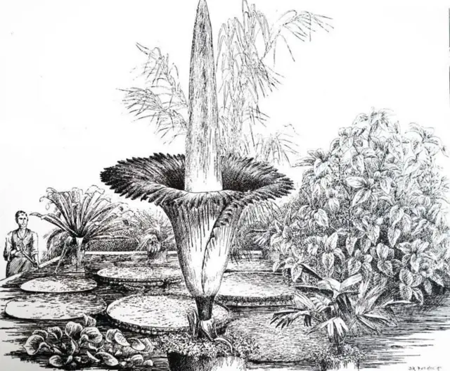 ટાઈટન અરૂમનું વિશાળ કદ પ્રમાણમાં દુર્લભ ગણાય છે