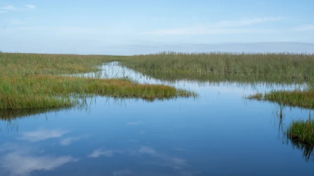 மலைப்பாம்புகளை வேட்டையாடினால் பரிசு