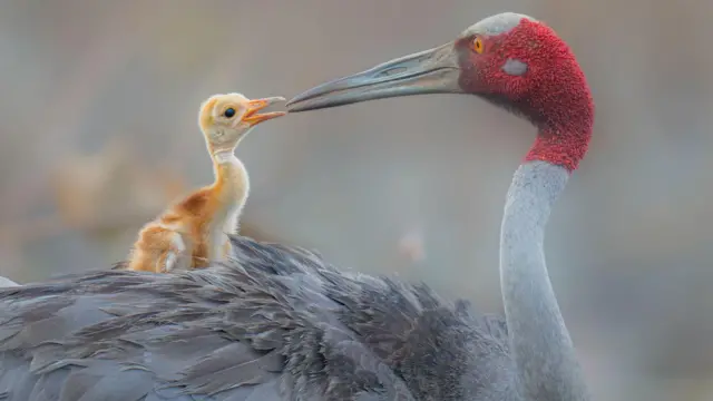 థాయ్లాండ్లోని బురి రామ్ ప్రాంత పంటల్లో వారం రోజులు తిరిగిన తన పిల్లను శుభ్రం చేస్తూ ఈ సారస్ క్రేన్లు కెమరాకు చిక్కాయి