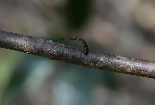 அட்டைகள் நம் ரத்தத்தை குடிக்கும்போது வலியே தெரியாதது ஏன்?