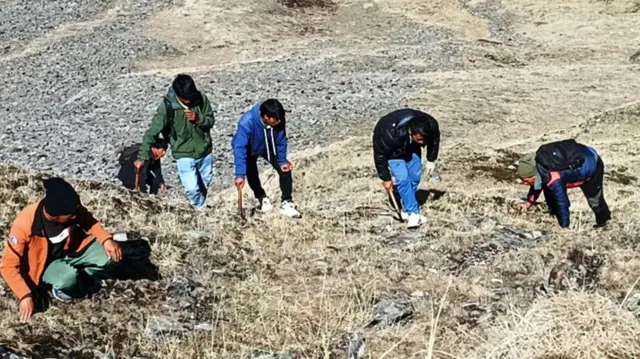 डोल्पाको ठूलीभेरी नगरपालिका–११ स्थित ग्यालवाडा पाटनमा यार्सागुम्बा टिप्न गएका मानिसहरू