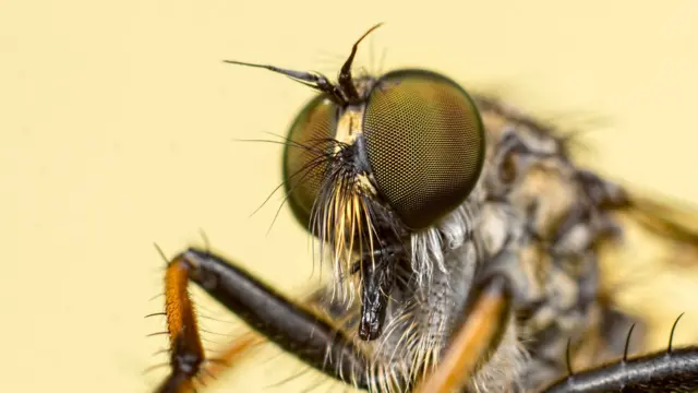 एक खास किस्म की मक्खी से फैलता है चांदीपुरा वायरस