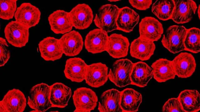 रक्तपेशी 