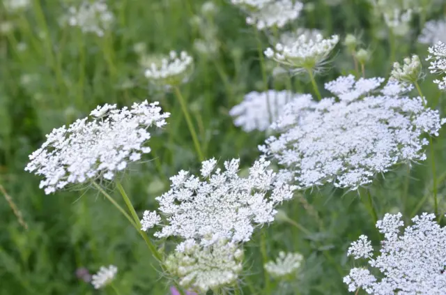 Flores blancas pequeñas agrupadas.