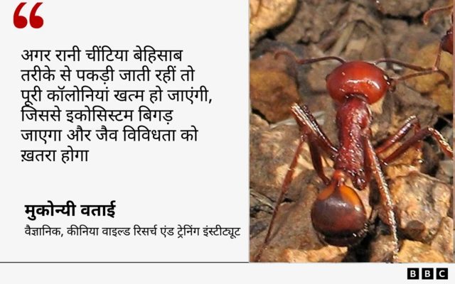 कीनिया के वैज्ञानिक का कोट