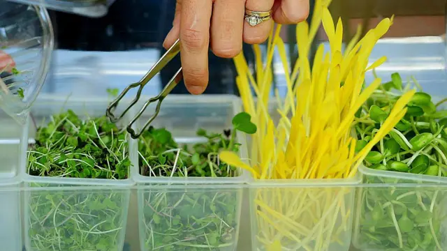 একটি ট্রেতে রাখা মাইক্রোগ্রিনস চিমটার সাহায্যে তুলছেন একজন