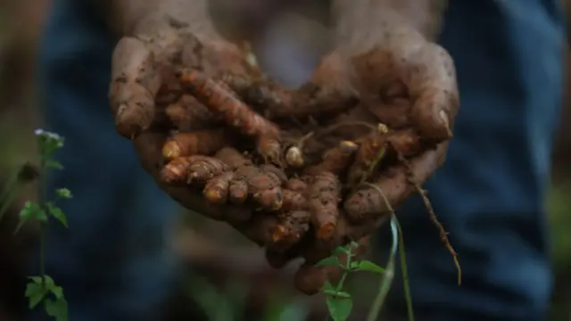 Manos de un trabajador rural