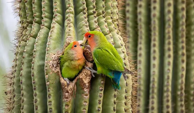 Deux perroquets inséparables à joues roses dans un cactus