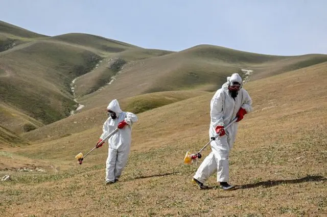 مجادله کمیاوی با ملخ در افغانستان