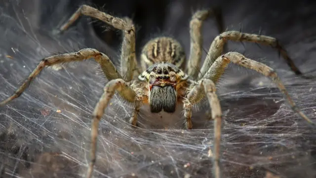 Araña