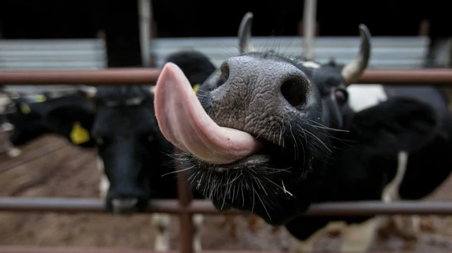 ન્યૂઝીલેન્ડ પશુપાલન