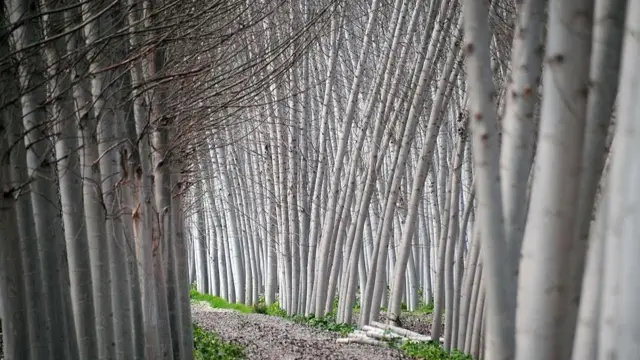 Мырза теректери