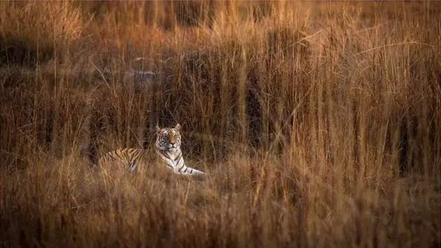 Raj Bhera using her camouflage to try to ambush prey in the dry summer grasslands
