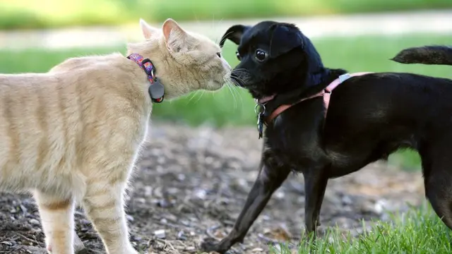 Кіт і собака