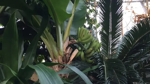 Bananas