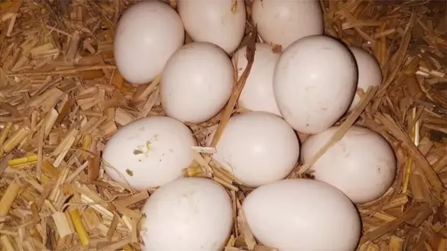 ডিমের দাম বেড়েই চলেছে।