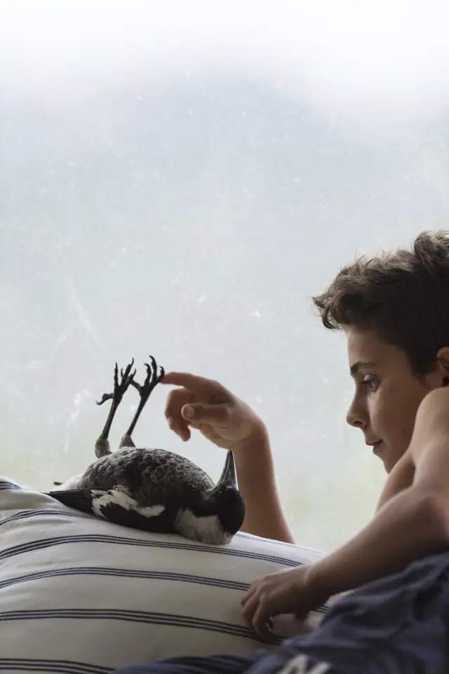 Ave tirada boca arriba jugando con un niño.