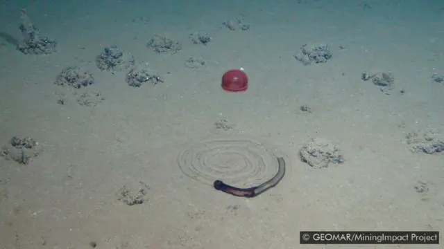 Marcafoguetinho betnacionalespiral no fundo do oceano deixada por uma minhoca do mar