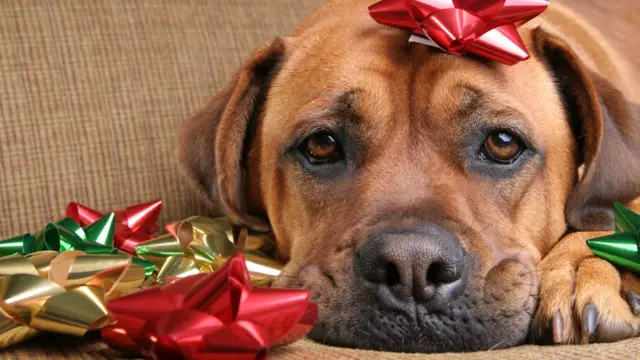 Усталый пес на диване