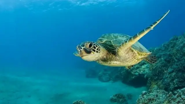 मायक्रोनेशिया