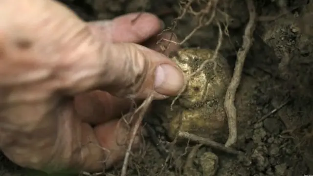 જમીનમાં ઉગતા મશરૂમ