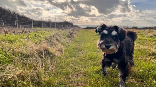 Un pequeño perro blanco y negro mira directamente a la cámara. Está de pie en un campo y se ve el sol abriéndose paso entre las nubes oscuras al fondo.