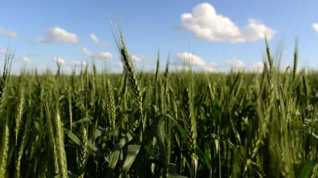 Plantación de trigo en Argentina.