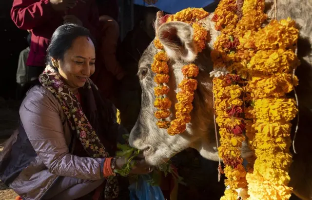 तिहारमा विभिन्न जनावरको पूजा गर्दा पनि सयपत्री फूलको माला प्रयोग गरिन्छ