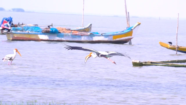 పులికాట్ సరస్సు