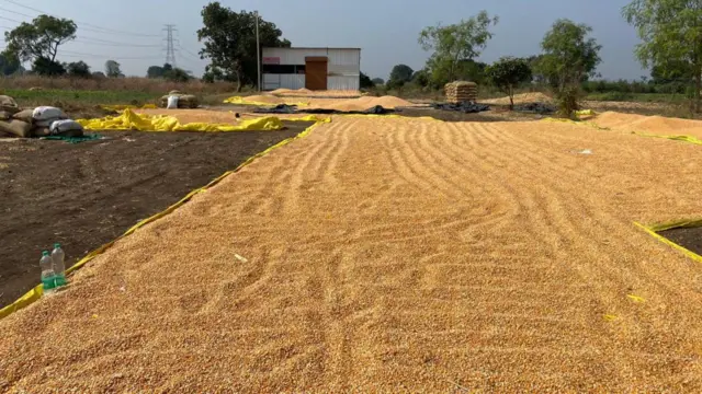 મકાઈની ખરીદીથી શરૂઆત કરી હતી