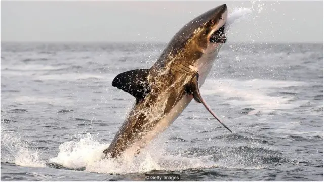 शार्क मछली