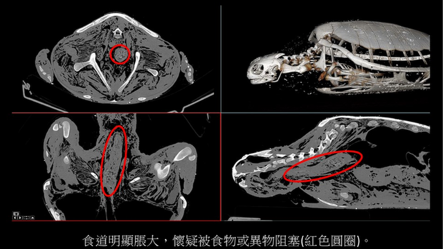 影像解剖显示其中一只海龟食道胀大。