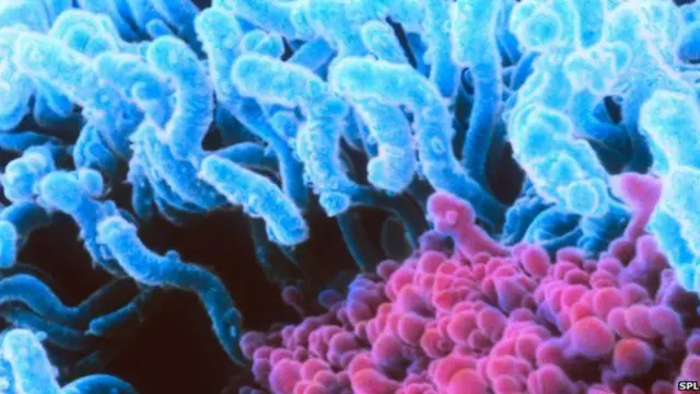 চিকিৎসাবিজ্ঞান