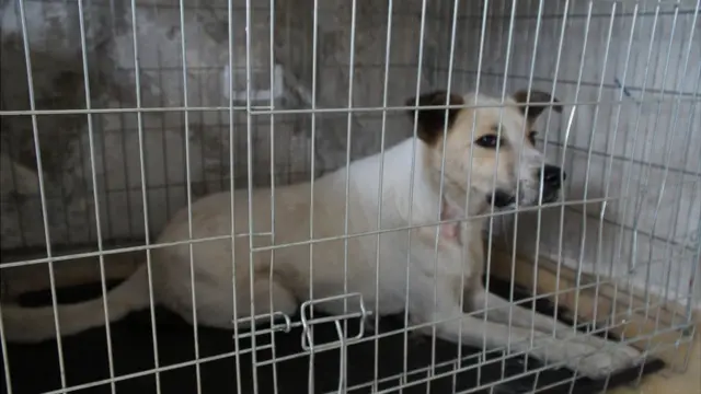 Собака в клітці