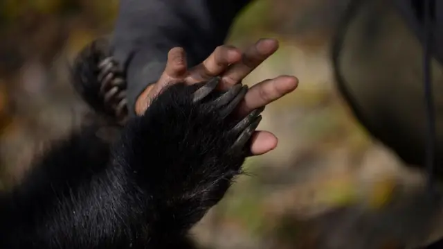 ஸ்லாத் கரடிகள், புலிகள், கரடிகள், கரடி தாக்குதல்