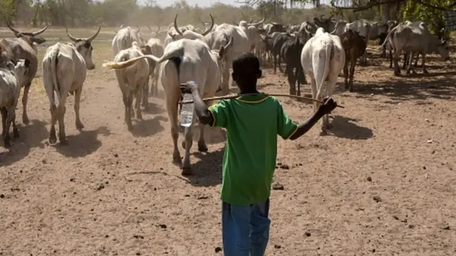 Wani yaro Bafulatani tare da shanunsa