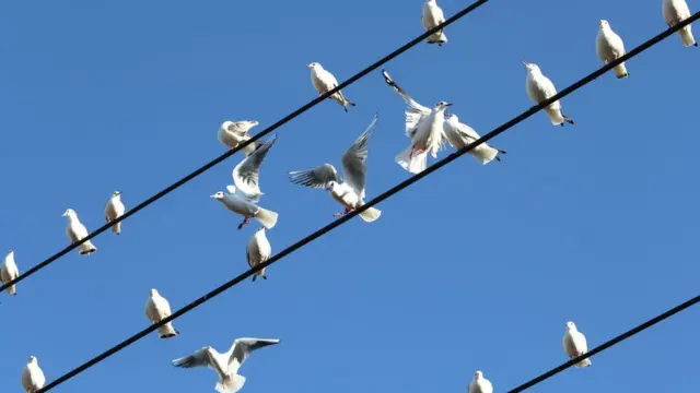 విద్యుత్ తీగలపై పక్షులు