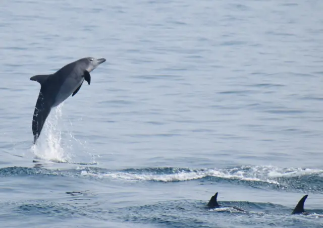 నీలి తిమింగలం