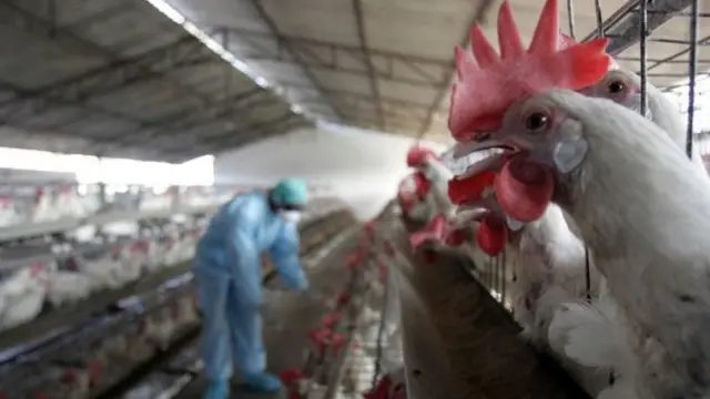 Aperçu d'un poulailler