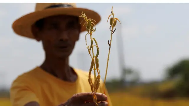 Um senhor chinês idoso mostra um trigo murcho