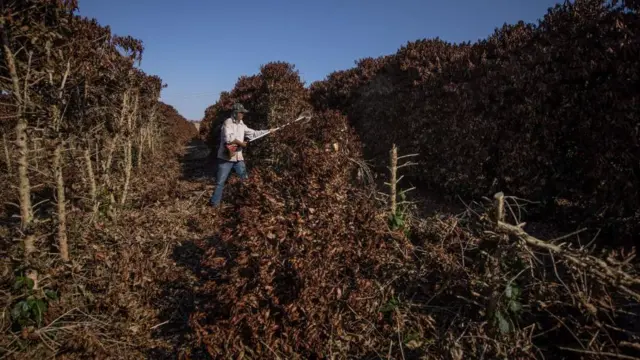 Um agricultor corta pés de café destruídos pela geada durante temperaturas extremamente baixas perto de Caconde, Estado de São Paulo, Brasil, no dia 25 de agosto de 2021