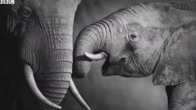 'விளையாடுங்கள், வேட்டையாடாதீர்கள்' - யானை குறித்து 11 சுவாரஸ்ய தகவல்கள்