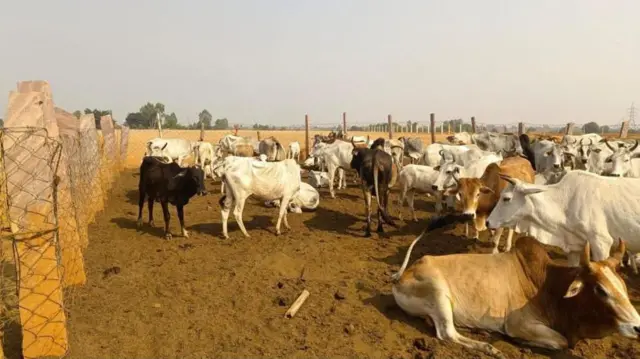 మధ్యప్రదేశ్‌లో వీధి ఆవులు 