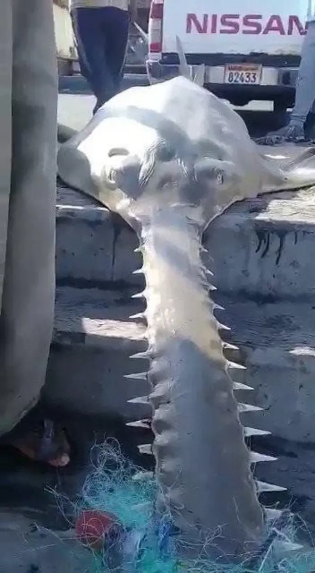 రంపపు చేప