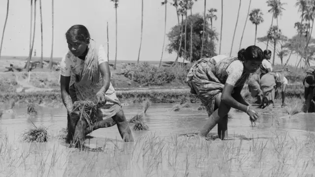 महिला भाताच्या शेतीत काम करताना