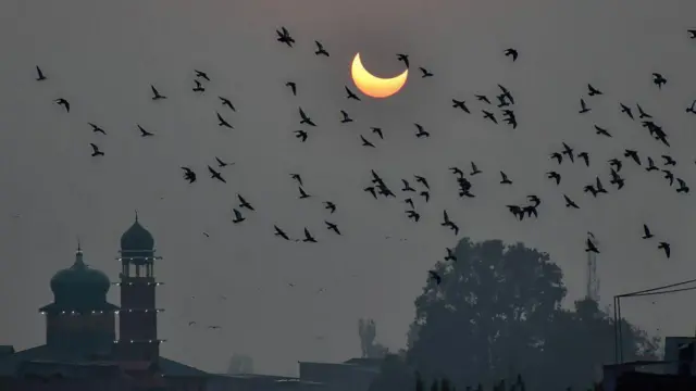 सूर्य ग्रहण के वक्त पक्षी