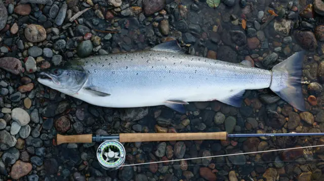 An 8kg salmon caught in a river in Norway, lying on pebbles, along with a fishing rod.