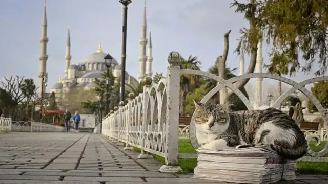 кіт лежить на газетах на вулиці Стамбула