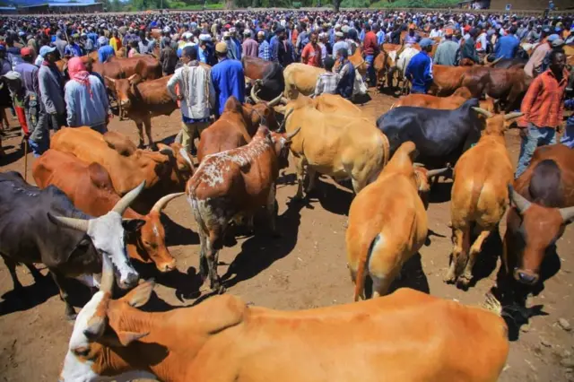 ከብትን ሰባትን ዝተሓዋወስሉ ሰፊሕ ዕዳጋ